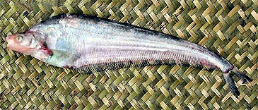 3051_Heok Hee Ng_Indonesian Humpback Catfish_Hemisilurus heterorhynchus.jpg